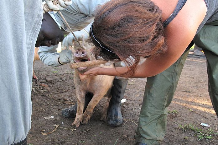 pig_inspection