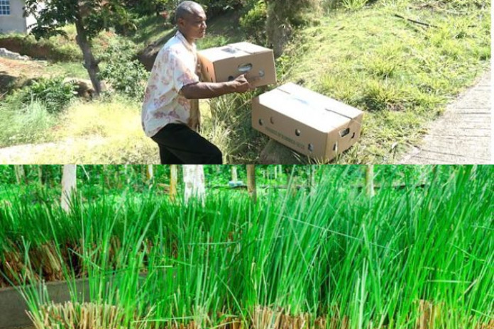 vetiver