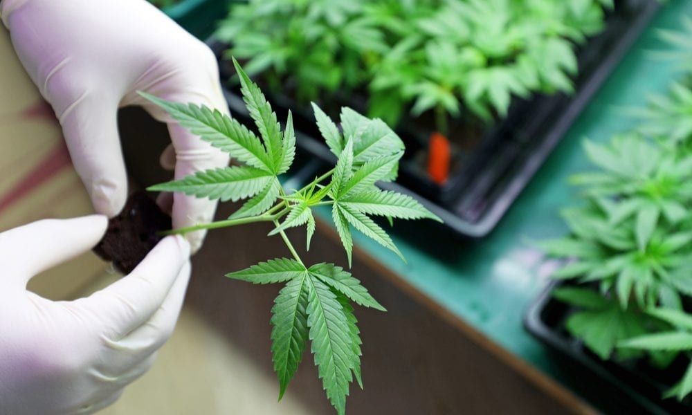 cannabis_contactless