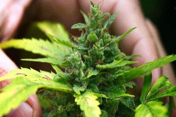 cannabis