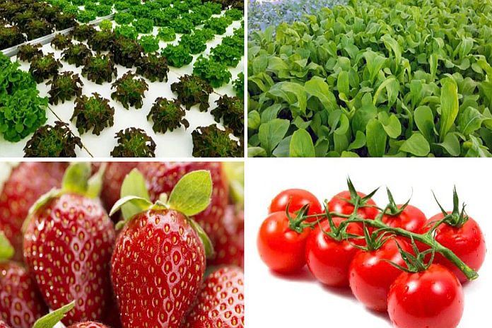 island_growers