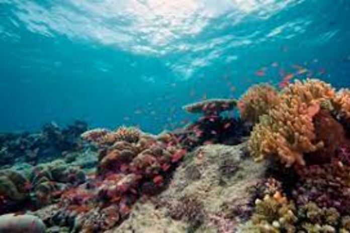 marine recovery