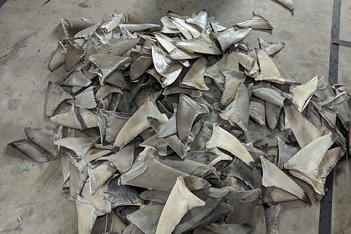 sharkFin