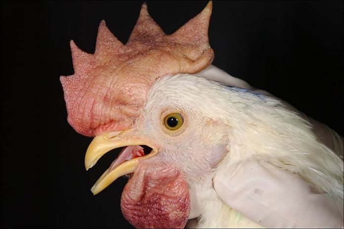 newcastle_disease