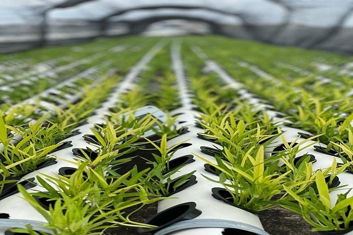 rooftop_farming