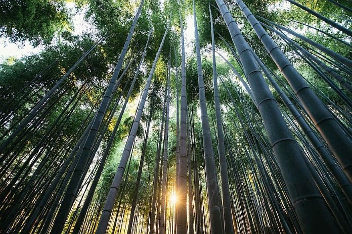 sustainability_global_citizen