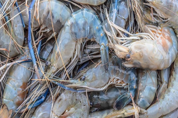 belize_shrimp_industry