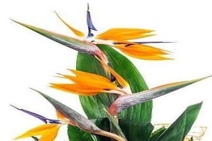 valley_flowers