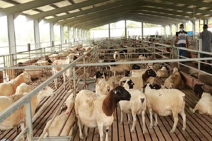 belize_sheep_goat