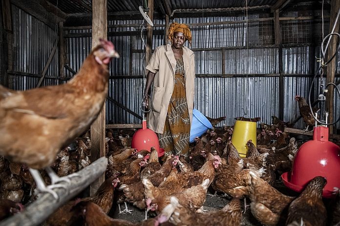 poultry_kenya