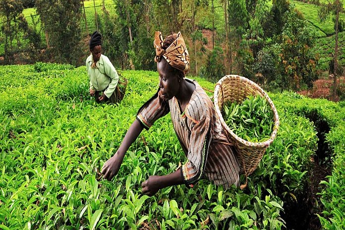tea_pickers