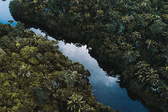 Forests_Brazil