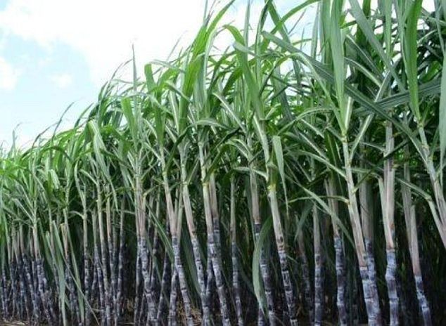 guyana_sugarcana