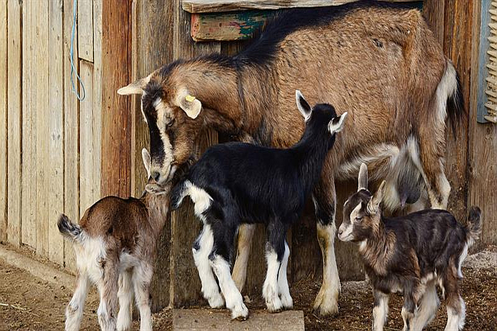goat_farming
