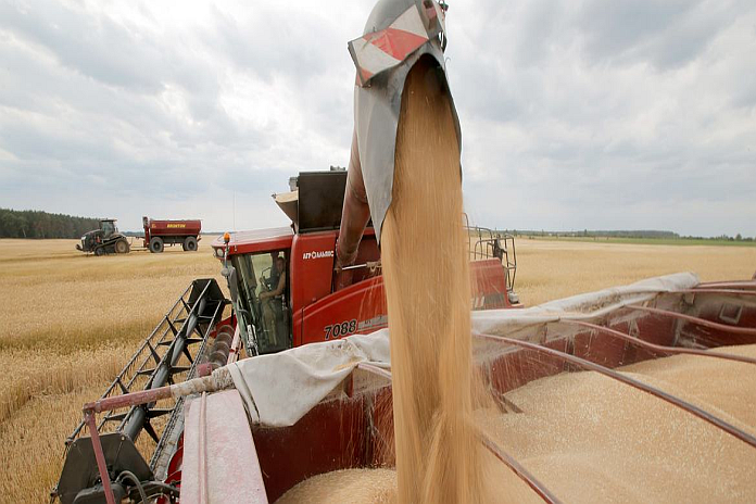 wheat_ harvest_ ukraine