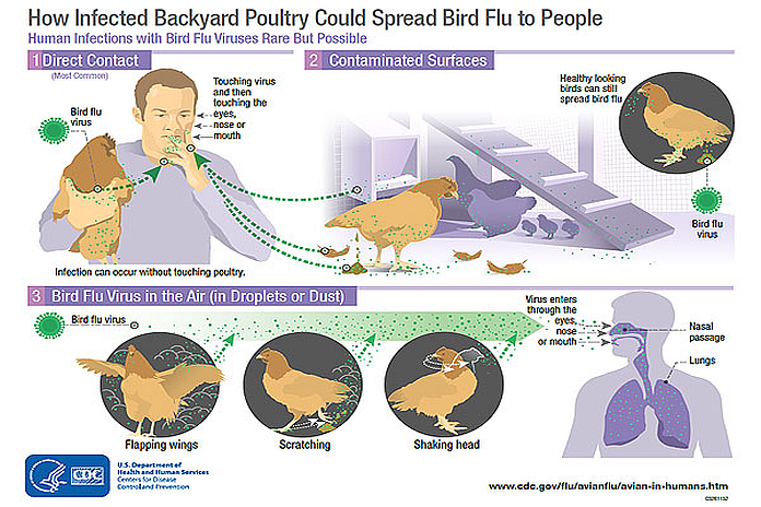 avian_influenza