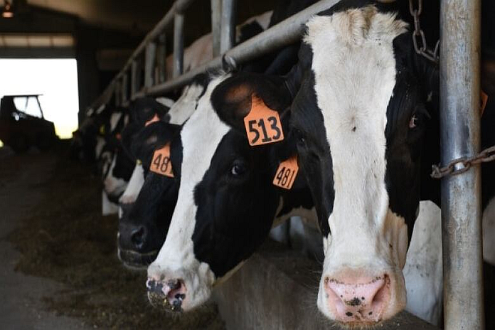dairy