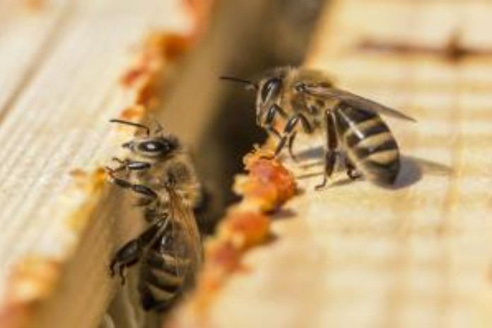 honeybees