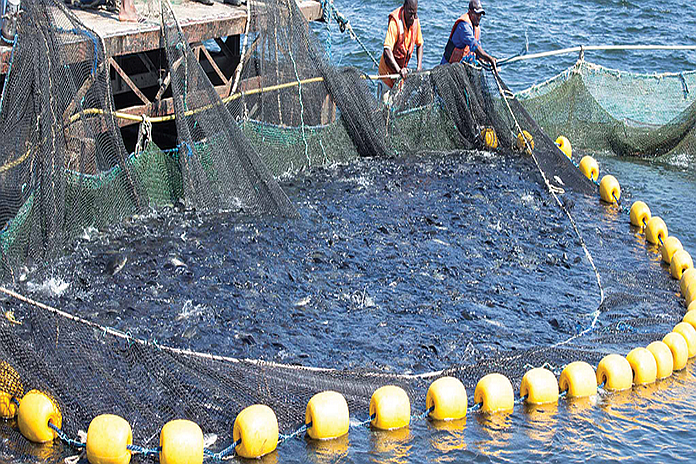 zimbabwe_FISH4ACP