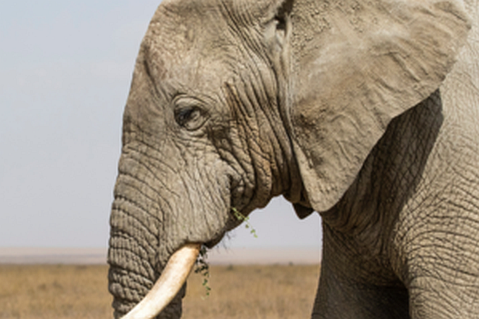 african_elephant