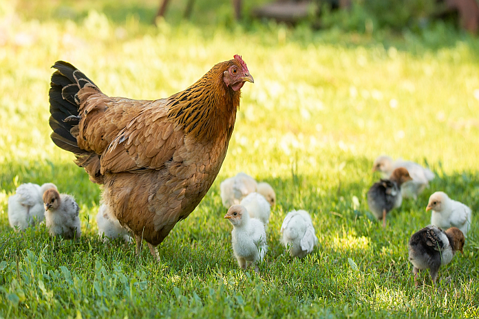 cdc_poultry-image