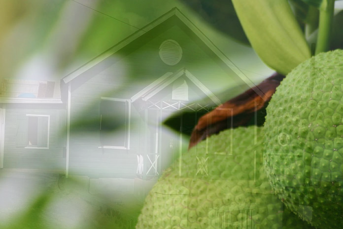 breadfruit_festival_758