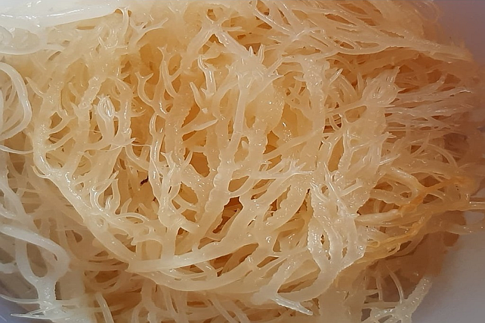 slu_seamoss