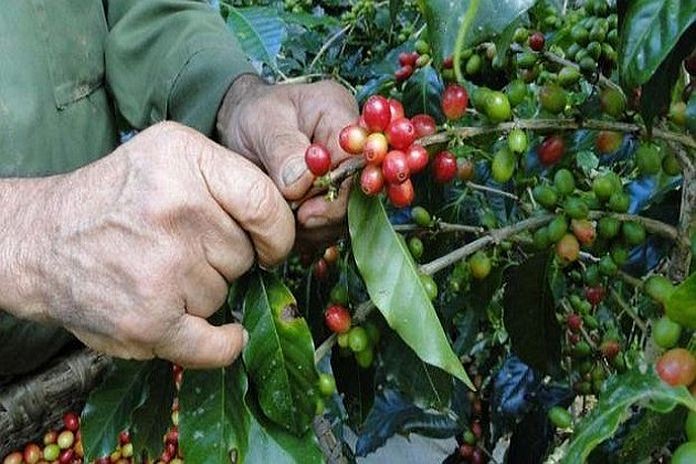 cuban_coffee
