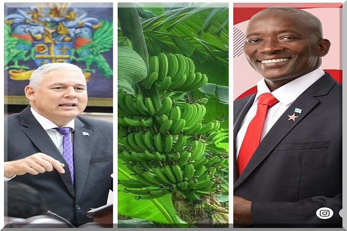 allen_bananas_prospere4