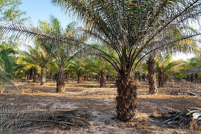 palmoil_guyana