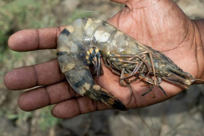 brackish_ water-shrimp