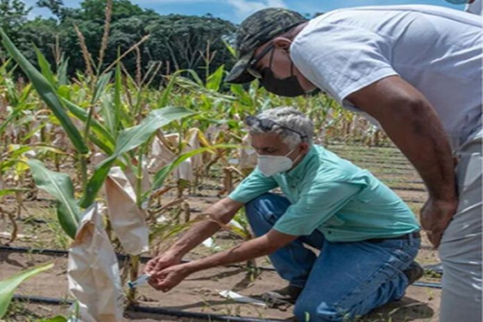 corn_crop-guyana