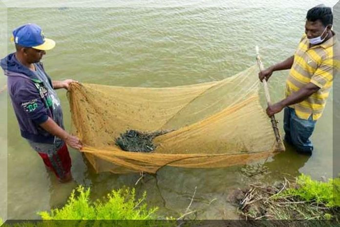 guyana_blackshrimp