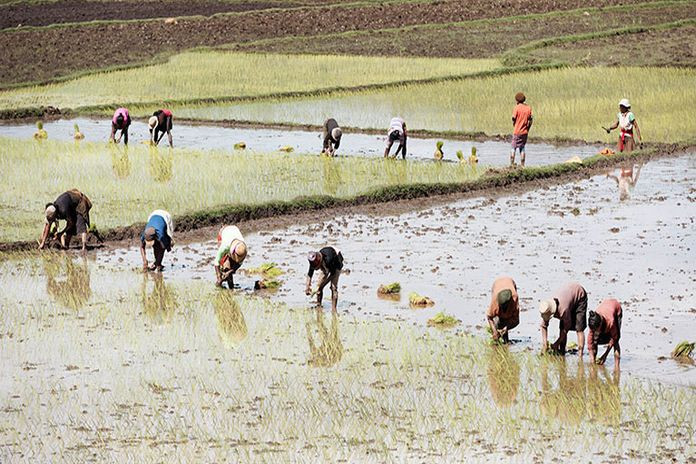ilo_agri_food