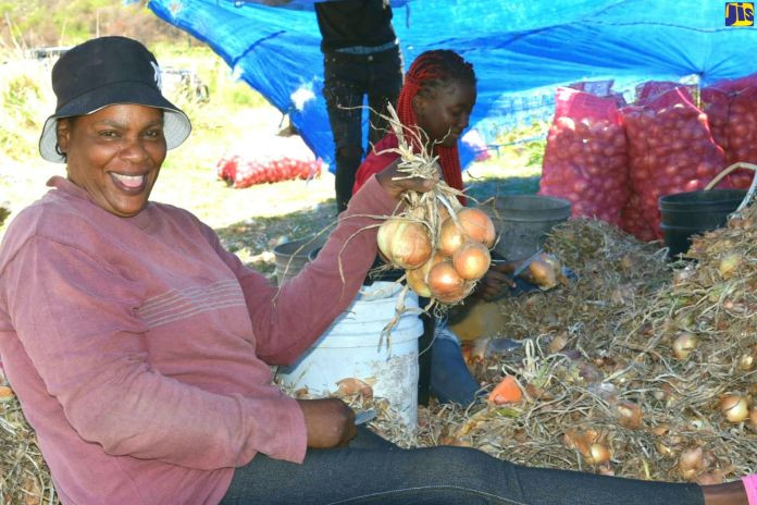 onion_jamaica
