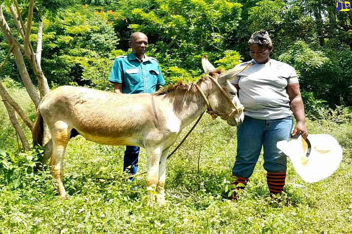 jamaican_donkey