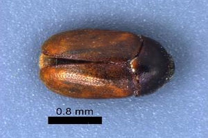 detfo_fo_khapra_beetle_0