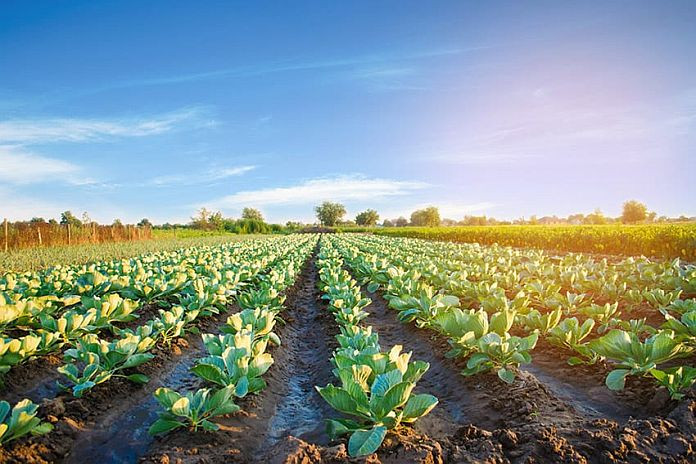 field_of_crops