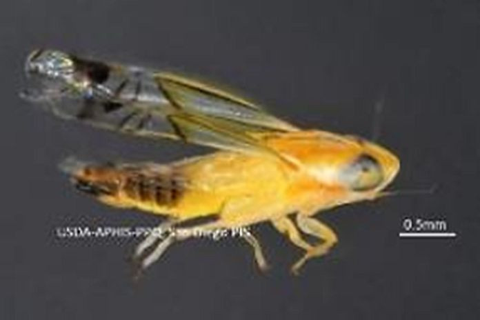 rhabdotalebra_ signata