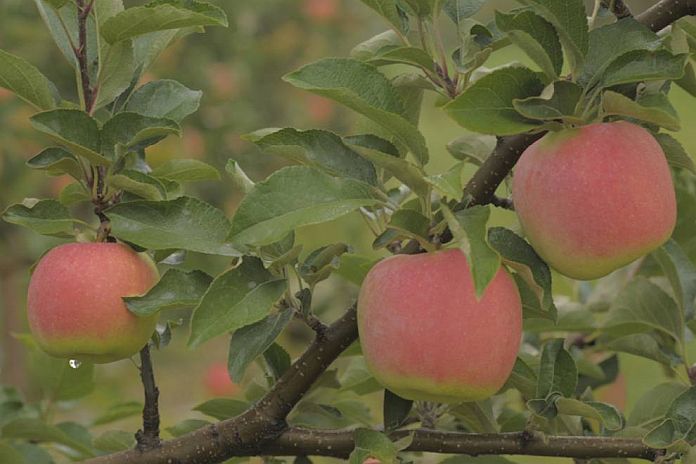ontario_apples