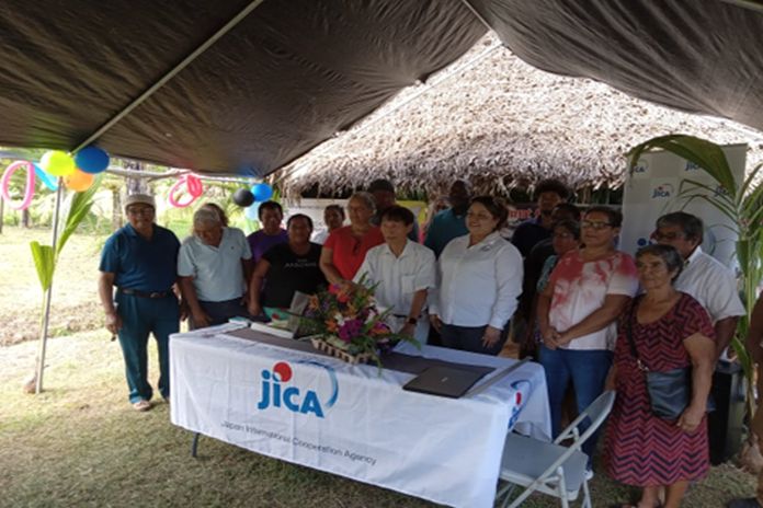 Belize_JICA -coconut-seedlings1
