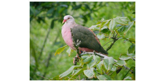 Pink_pigeon-1-1