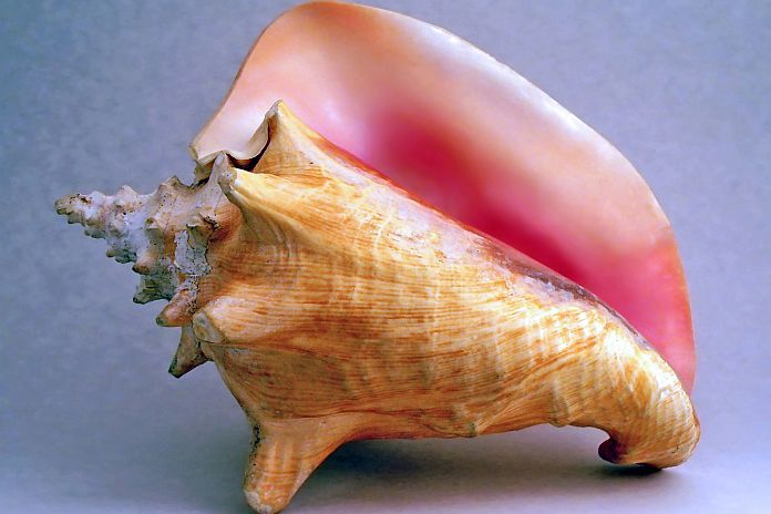 conch_shell