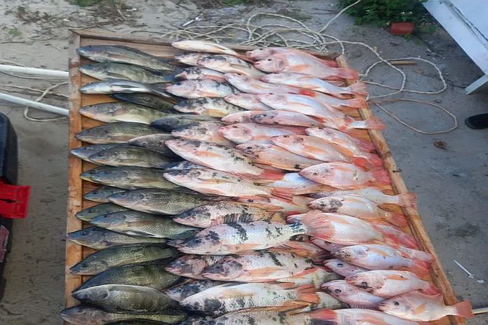 red_tilapia