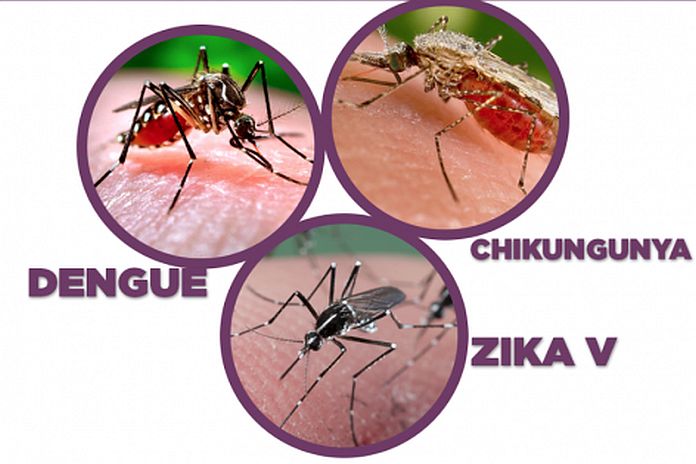 zika_chikungunya