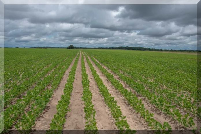 corn_soyabeans-guyana
