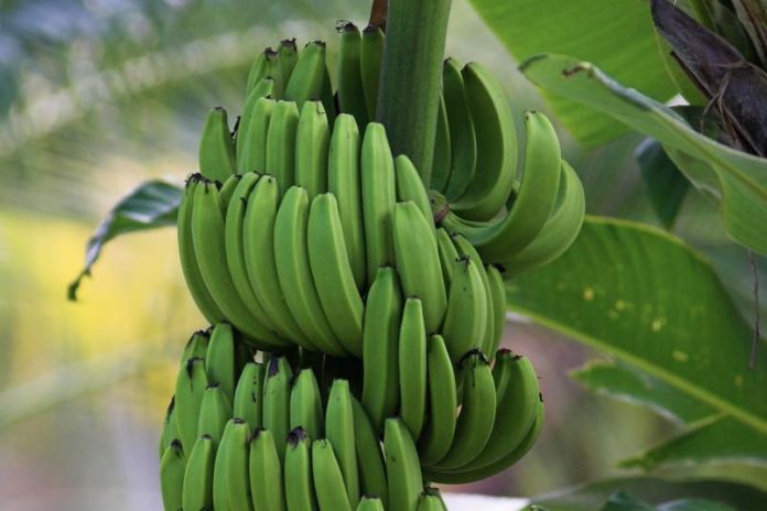 dominica_banana