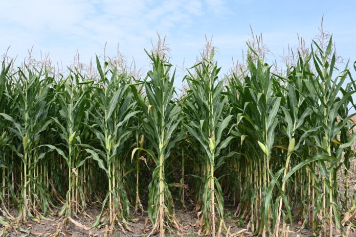 Agriculture in times of Covid-19 in North Macedonia