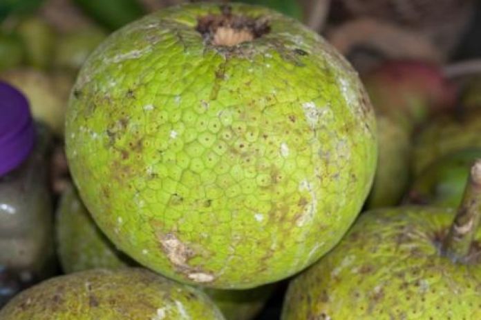 norwich_breadfruit
