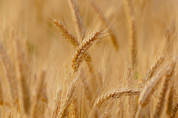 wheat_wto